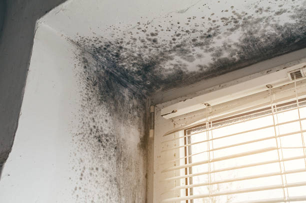 Trusted Black Mold Removal service in Jacksonville, TX - Cheap Mold Removal